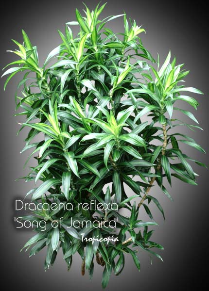 Dracaena - Dracaena reflexa Song of Jamaica - Dracaena de Malaisie - Malaysian Dracaena 